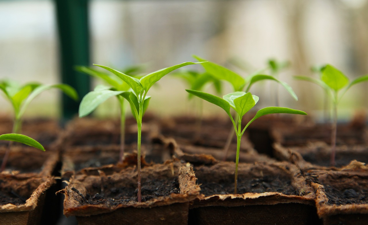 Create Food Resilience at Home: Tips for Growing Food with Limited Space