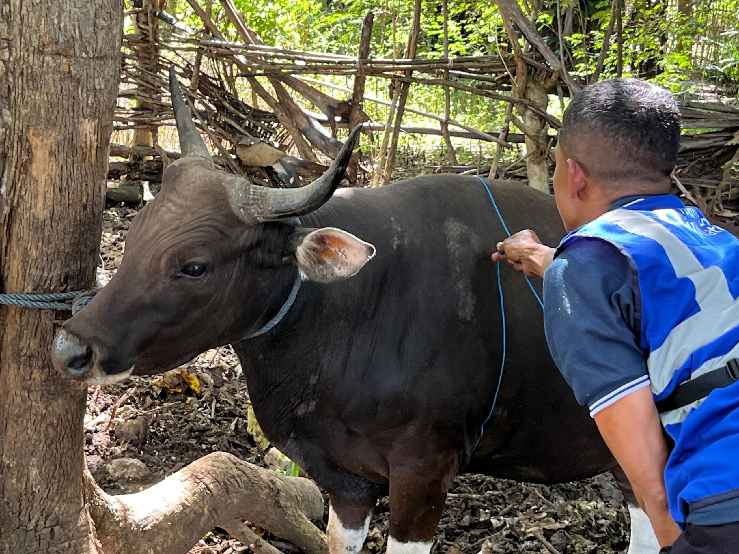 Not Every Region in Indonesia Has Equal Access to Meat, Flash Sale Qurban Reaches Eastern Indonesia