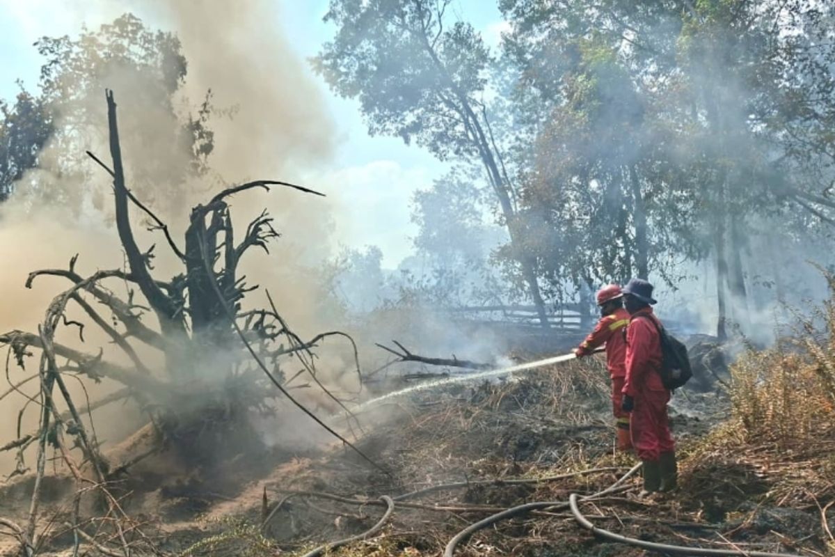 Karhutla Meluas, 72.798 Hektare Lahan Terbakar: Kehidupan Satwa dan Masyarakat Ikut Terdampak